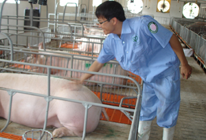 Doanh nghiệp Hà Phương (xóm Bờ Sông, xã Ngọc Lương) là 1 trong 4 DN đang đầu tư chăn nuôi quy mô lớn tại Ngọc Lương.