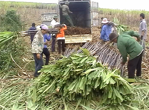 Thay đổi từ tư duy đến hành động, nông dân xã Tây Phong (Cao Phong) đẩy mạnh trồng mía tím theo hướng sản xuất hàng hóa.