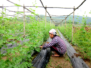 Nhân dân xóm Nhả, xã Hợp Thành (Kỳ Sơn) phát triển mô hình trồng mướp đắng lấy hạt đem lại hiệu quả kinh tế cao.