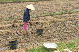 Để đảm bảo thời vụ tốt cho cây ngô đông, nông dân xã Thanh Hối (Tân Lạc) chủ động gieo ươm cây giống để đến cuối tháng 9 sẵn sàng đặt bầu ra ruộng.

 

