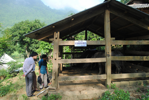 Kiểm tra thực tế tại mô hình cải tạo đàn trâu năm 2013 trên địa bàn xã Phú Cường (Tân Lạc).