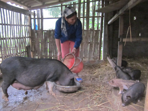 Hộ dân ở xã Ba Khan (Mai Châu) đầu tư chăn nuôi lợn bản địa có nhu cầu đầu ra ổn định.