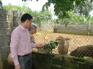 Thành viên Ban chủ nhiệm CLB đến thăm mô hình chăn nuôi lợn rừng, hươu cho thu nhập cao của hội viên Dương Đình Đủ.