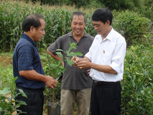 Có nguồn vốn vay để phát triển sản xuất, những năm gần đây, nhiều hội viên Hội CCB huyện Cao phong đã đầu tư vào trồng cam. Ảnh: Lãnh đạo Hội CCB huyện thăm mô hình ươm cây cam giống của hội viên ở TT Cao Phong.

