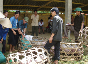 Ngoài áp dụng kỹ thuật thâm canh trồng lúa, ngô xã Ngọc Sơn (Lạc Sơn) tập trung phát triển chăn nuôi lợn đặc sản, siêu nạc.