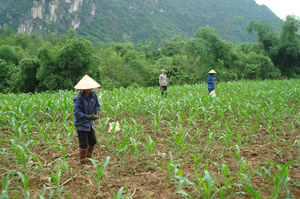 Nông dân xã Liên Hòa (Lạc Thủy) đưa các loại ngô lai cho năng suất cao vào gieo trồng đại trà, góp phần nâng giá trị thu nhập trên một đơn vị diện tích. Ảnh: Hoàng Nga.