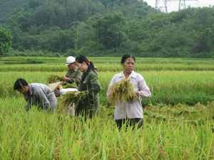 Nông dân xã Lạc Long (Lạc Thủy) thu hoạch lúa mùa, năng suất ước đạt 52,9 tạ/ha.