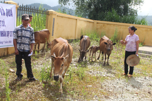 Các hộ dân xã Pù Bin (Mai Châu) nhận bò giống từ chương trình “Ngân hàng bò” của T.Ư Hội Chữ thập đỏ Việt Nam. Ảnh: P.V