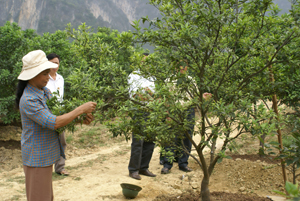 Thực hiện Nghị quyết của Huyện ủy về phát triển kinh tế, nhân dân xã Phú Thành (Lạc Thủy) mở rộng diện tích trồng cam đem lại hiệu quả kinh tế cao.