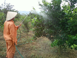 Hộ trồng cam xã Thu Phong (Cao Phong) chưa thực hiện tốt nguyên tắc 4 đúng trong sử dụng thuốc BVTV.