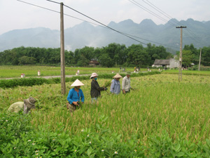 Nông dân xã Địch Giáo (Tân Lạc) thu hoạch diện tích lúa mùa trà sớm, năng suất đạt khoảng 50 tạ/ha.