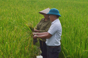 Cán bộ khuyến nông hướng dẫn nông dân xã Dân Chủ (TPHB) cách phát hiện và phòng trừ các loại sâu bệnh hại lúa vụ mùa 2013.