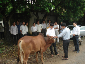 Lãnh đạo Sở NN-PTNT thăm mô hình bò vỗ béo tại xã Hưng Thi (Lạc Thuỷ).