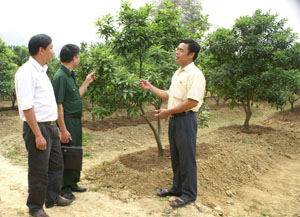 CCB Bùi Trọng Quyết, xóm Rỵ, xã Phú Thành giới thiệu với hội viên CCB về mô hình trồng cây cam Canh và bưởi Diễn của gia đình.