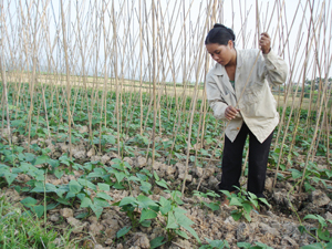 Nông dân xóm Đan Phượng, xã Dân Hạ (Kỳ Sơn) chuyển đổi diện tích lúa kém hiệu quả sang trồng các loại cây màu như khoai tây, rau đậu các loại.