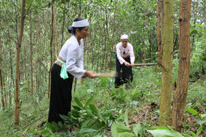 Nhiều hộ dân xã Đồng Môn (Lạc Thuỷ) đầu tư phát triển kinh tế rừng mang lại thu nhập cao.