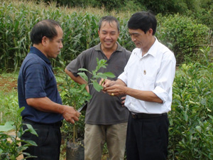 Lãnh đạo Hội CCB huyện Cao Phong thăm mô hình ươm cây giống của CCB Nguyễn Văn Toàn (Hội CCB Công ty Rau quả Nông sản Cao Phong).

