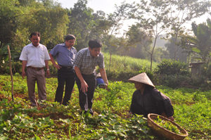 Đồng chí Nguyễn Văn Dũng, Phó Chủ tịch UBND tỉnh tham quan mô hình trồng bưởi tại xóm Sung 2, xã Địch Giáo.

