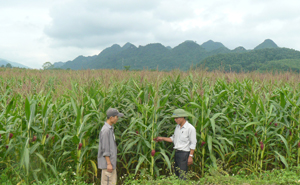 Từ vốn vay ưu đãi của NH CSXH nông dân thôn Đồng Ngoài, xã Vĩnh Tiến đầu tư trồng ngô lai năng suất, chất lượng cao từng bước giảm nghèo bền vững.

