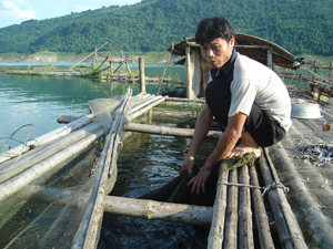 Các hộ dân xã Thái Thịnh (TPHB) phát triển nghề nuôi cá lồng cho hiệu quả kinh tế cao.

