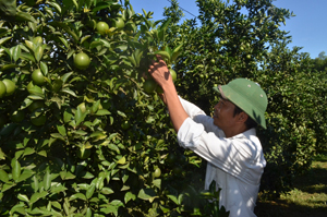 Vườn cam được trồng theo mô hình liên kết sản xuất của gia đình anh Cao Xuân Quân, xóm Nam Thành, xã Nam Phong (Cao Phong) chuẩn bị cho thu hoạch.

