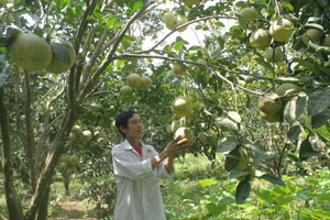 Gia đình ông Lê Văn Ty, xóm Nam Thành, xã Nam Phong (Cao Phong) phát triển mô hình cải tạo vườn tạp trồng bưởi Diễn.

