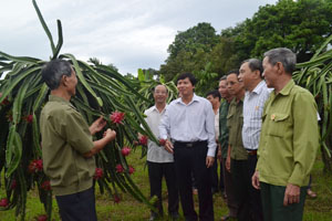 Đồng chí Trần Đăng Ninh, Phó Bí thư TT Tỉnh ủy kiểm tra mô hình thanh long ruột đỏ của gia đình hội viên CCB xã Hợp Thành, Kỳ Sơn. 

