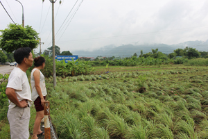 Người dân tổ 14, phường Thái Bình thẫn thờ nhìn cánh đồng màu nguy cơ mất trắng do lũ quét.