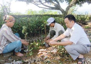 Gia đình anh Bùi Văn Lực (xóm Khoang, Sơn Thủy, Kim Bôi) là địa chỉ tin cậy cung cấp giống nhãn Hương Chi cho các hộ gia đình trên địa bàn và các xã lân cận.