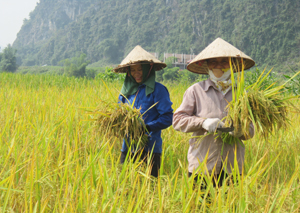 Nông dân xã Nam Thượng (Kim Bôi) thu hoạch diện tích lúa vụ mùa 2014.