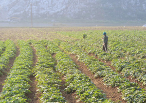 Diện tích khoai lang được đưa vào trồng tập trung trên đồng đất xóm Bưởi, xã Phú Cường.