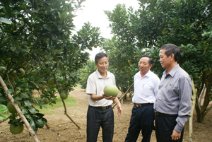 Lãnh đạo Hội CCB tỉnh và huyện Tân Lạc thăm quan mô hình trồng bưởi của gia đình CCB Dương Tất Tính, xóm Tân Hương, xã Thanh Hối.
