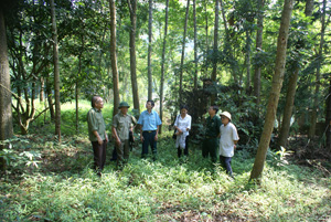 Lãnh đạo và các hội viên CCB thành phố Hòa Bình thăm quan mô hình trồng rừng của CCB Nguyễn Trung Thành tại xã Bình Thanh (Cao Phong).

