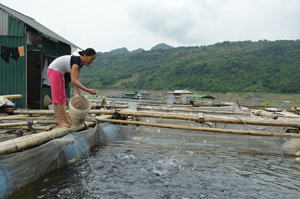 Người dân xóm Dưng, xã Hiền Lương (Đà Bắc) phát triển nghề nuôi cá lồng trên hồ Hòa Bình đem lại hiệu quả kinh tế cao.

