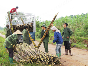 Nhân dân xã Yên Thượng (Cao Phong) thu hoạch mía, giá trị đạt trên 100 triệu đồng/ha.

 


