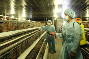 Trại gà đẻ trứng quy mô lớn tại xã Dân Hạ  (Kỳ Sơn) tiêu thụ sản phẩm thuận lợi nhờ đáp ứng các quy trình phòng bệnh, ATTP trong chăn nuôi.     

