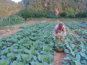 Nông dân xã Phú Thành (Lạc Thuỷ) sản xuất rau sạch cung cấp ra thị truòng nội tỉnh.