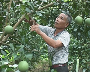 Ông Nguyễn Hữu Duyệt, xóm Xèo, xã Cao Sơn (Đà Bắc) chăm sóc vườn bưởi của gia đình.