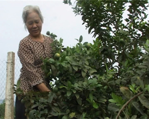 Cựu thanh niên xung phong Vũ Thị Mai chăn sóc vườn chanh chuẩn bị cho thu hoạch.
