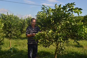 Nhằm đảm bảo hiệu quả thâm canh cây cam, gia đình anh Đinh Đức Lại (xóm Chẹo, xã Nam Phong, huyện Cao Phong) cẩn trọng lựa chọn cây giống chất lượng cao tại các cơ sở sản xuất kinh doanh có uy tín.