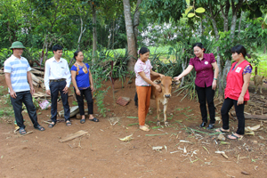 Hộ nghèo, hộ có hoàn cảnh khó khăn ở xóm Mè, xã Bình Chân, huyện Lạc Sơn được giao bò theo chương trình ngân hàng bò của huyện.

