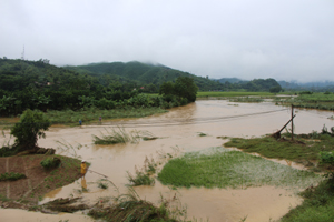 Mưa lớn kéo dài gây úng ngập trên 140 ha lúa và hoa màu trên địa bàn huyện Kỳ Sơn.