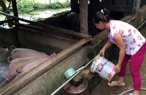 Chăn nuôi lợn sinh sản được nhiều hộ gia đình ở xã Kim Truy (Kim Bôi) phát triển, góp phần tăng thu nhập.