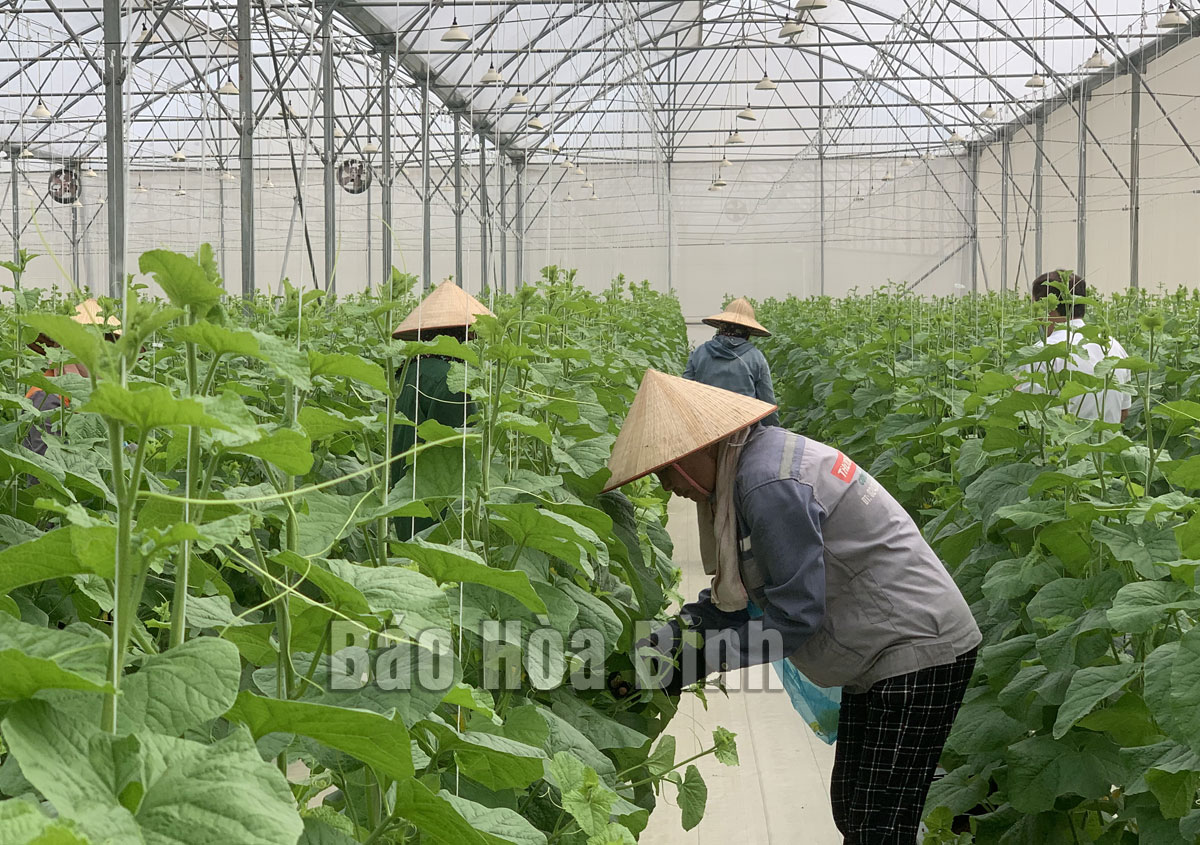 Anh Lê Mạnh Hùng xã Hương Trà xây dựng thành công Mô hình trồng Dưa lưới  trong nhà màng
