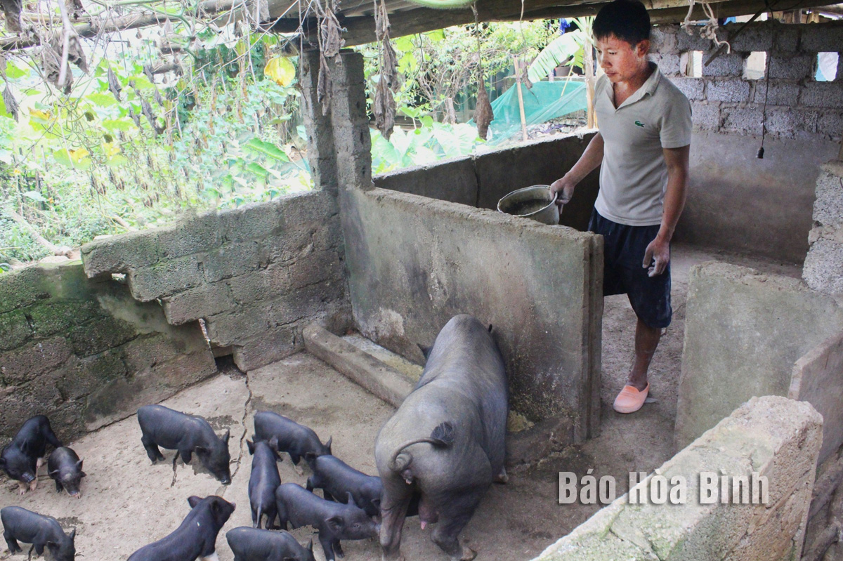 Vùng cao Đà Bắc nuôi lợn bản địa, cải thiện thu nhập
