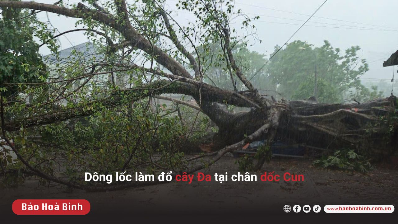 Dông lốc trưa 4/5/2025 làm đổ cây Đa tại chân dốc Cun